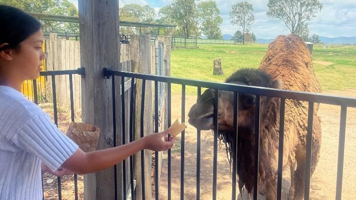 Camel Feeding at Hunter Valley Wildlife Park