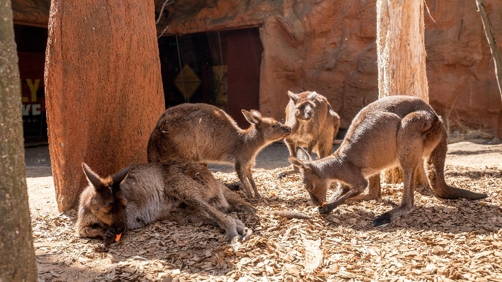 Wild Life Sydney Zoo kangaroos