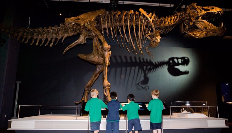 Australian museum dinosaurs