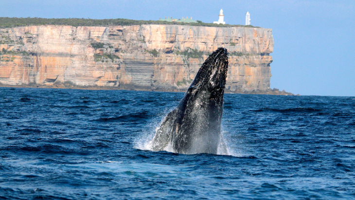 Whales in Jervis Bay
