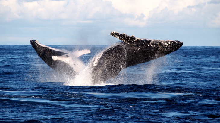 Whales breaching