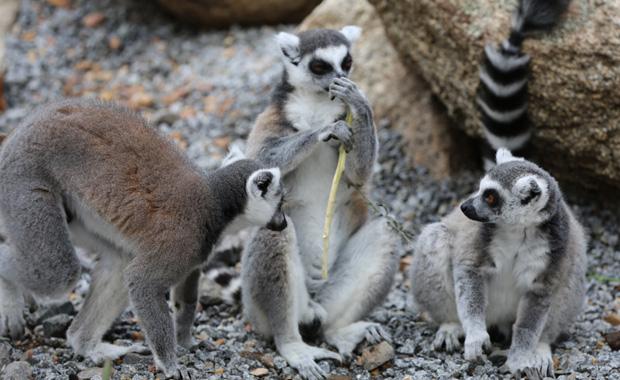 Melbourne Zoo