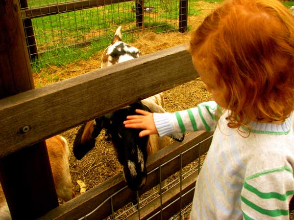 Collingwood Children's Farm