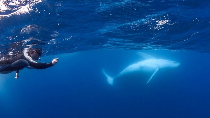 Where To Go Whale Watching In South-East Queensland This Winter