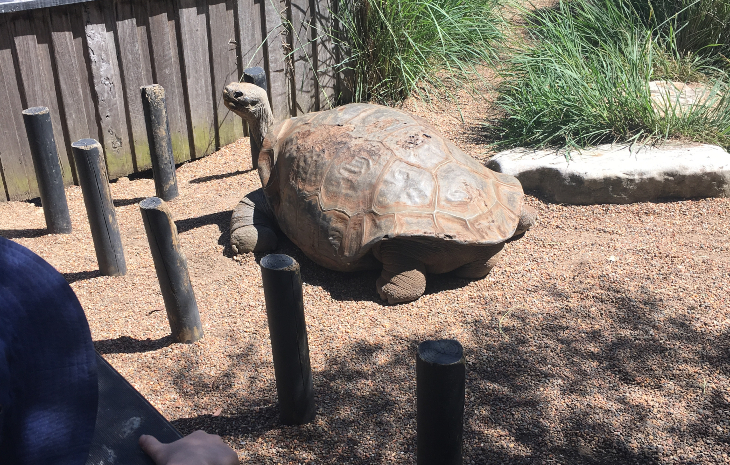 Australian Reptile Park