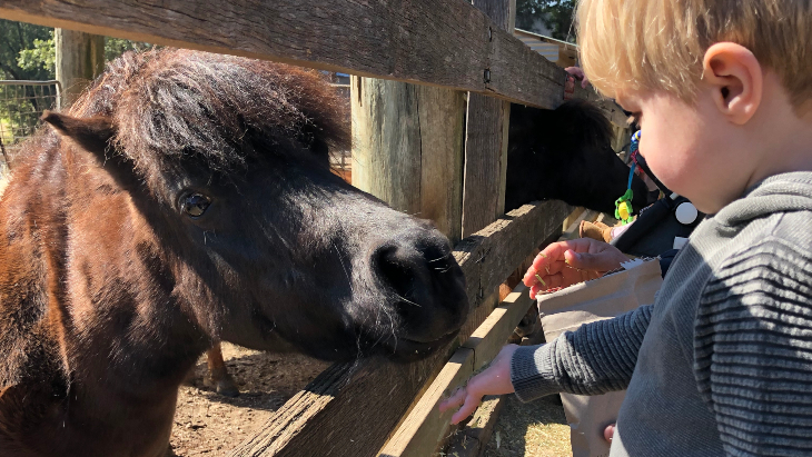 Calmsley Hill City Farm