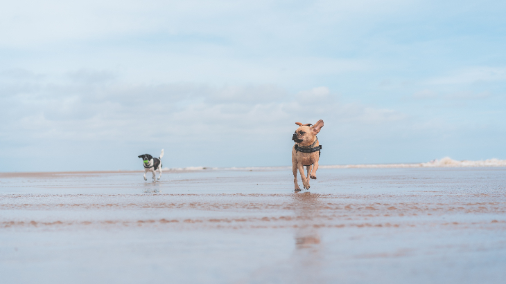 The best dog beaches in Sydney