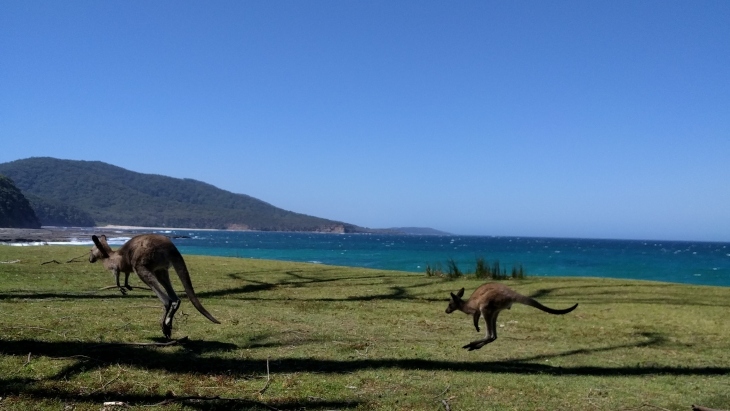 Depot Beach kangaroos