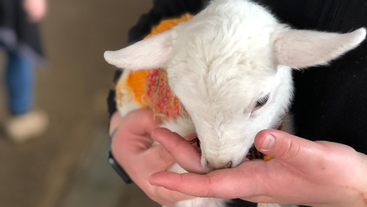 A Day on the Farm at Calmsley Hill City Farm