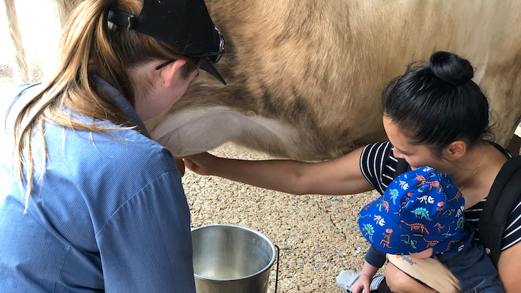 Calmsley Hill City Farm