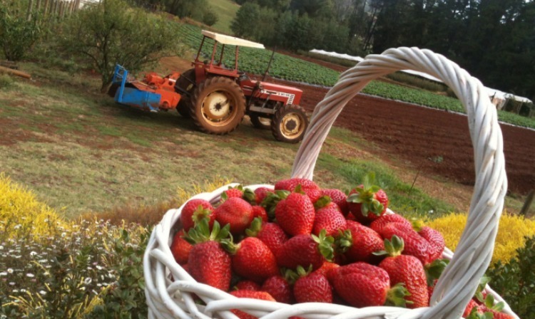 Blue Hills Berries & Cherries