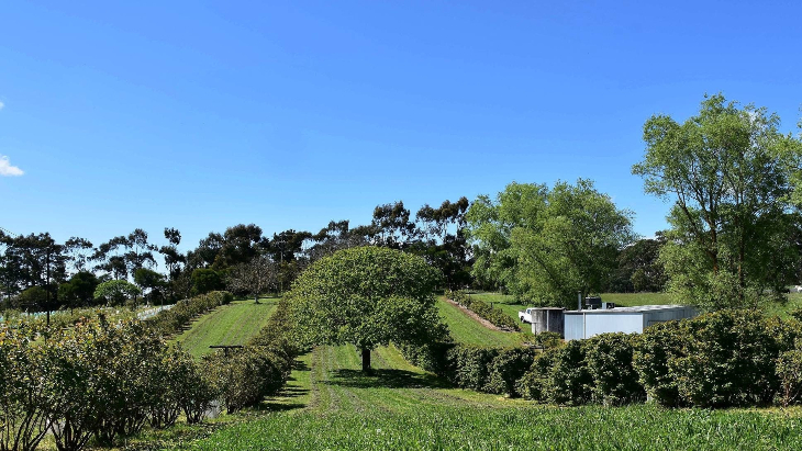 Buninyong Blueberry Farm