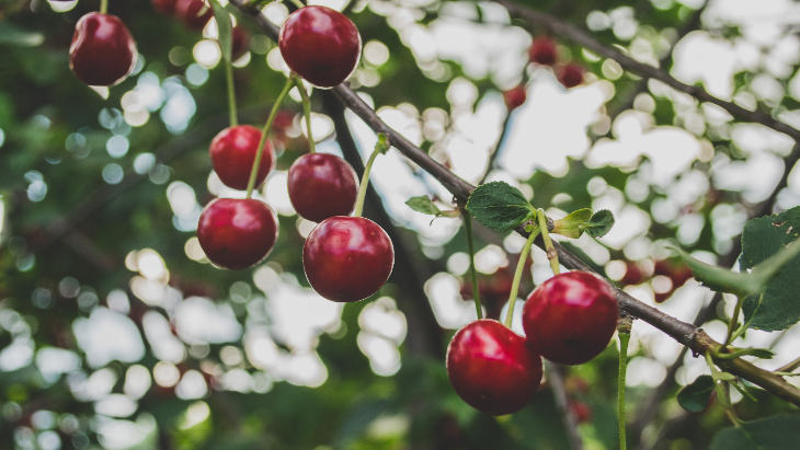 Fruit picking in Melbourne