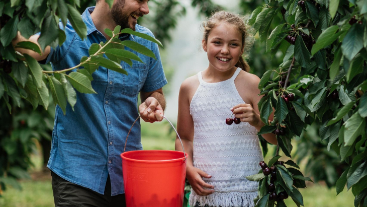 Cherry picking 