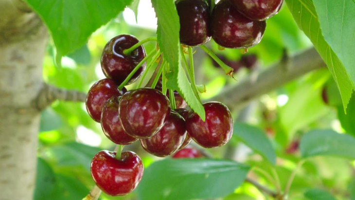 Close up image of cherries