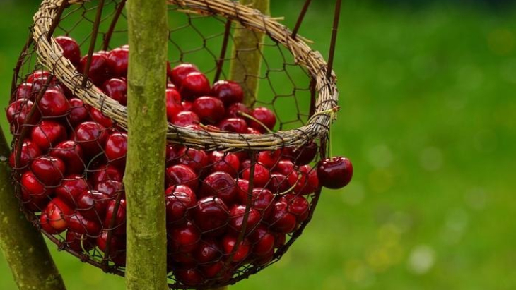 Basket of cherries