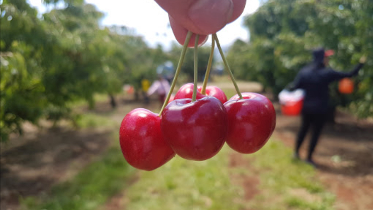 Cherries