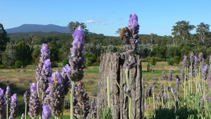 Maryvale Lavender Farm