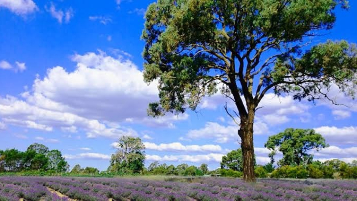 Herbicos Lavender Farm