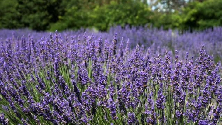 Wyoming Lavender Estate