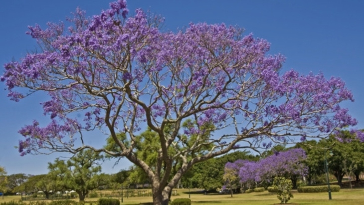 Melbourne Botanical Gardens Jacarandas