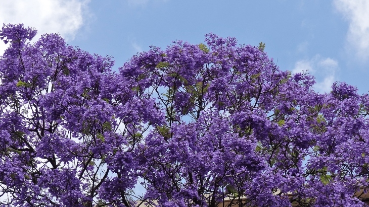 Jacarandas in Melbourne