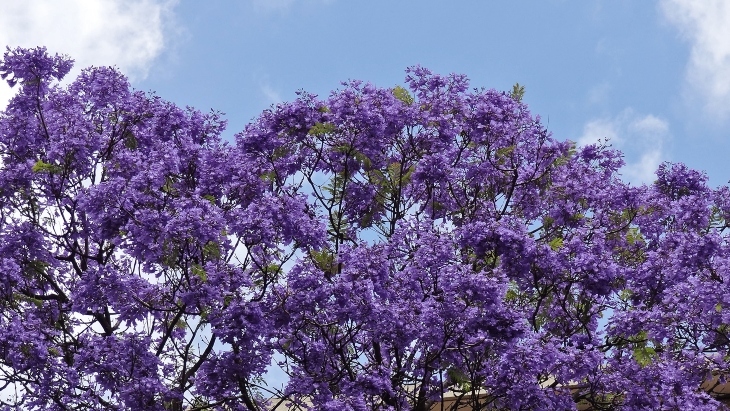 Jacarandas University of Melbourne