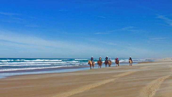 Sahara Trails Horse Riding, Port Stephens beach horse riding