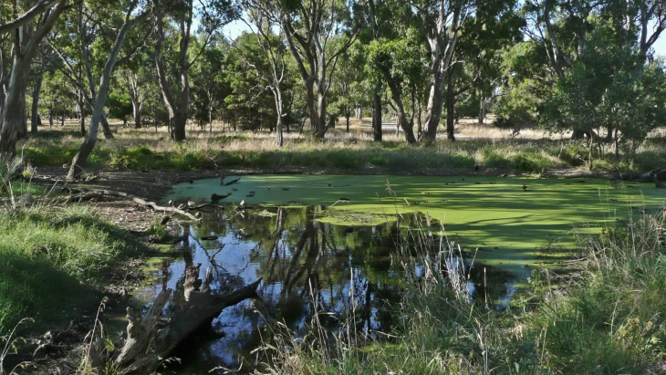 Braeside Park offers a diverse walk through Red Gum grasslands, heathland, and wetlands.