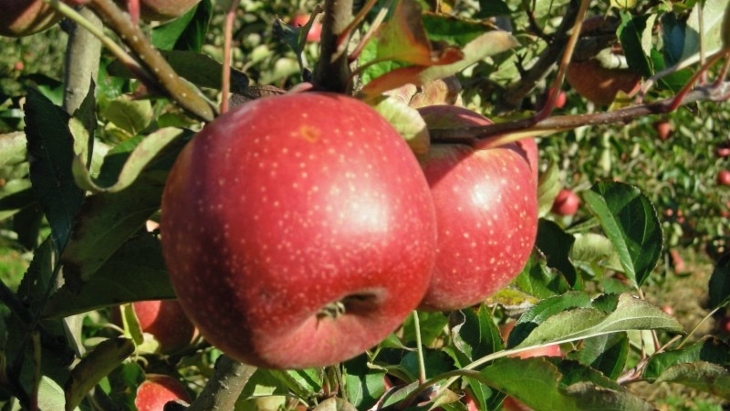 Shields Orchard Apple Picking Sydney