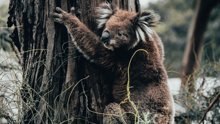 Koalas NSW Bushfires