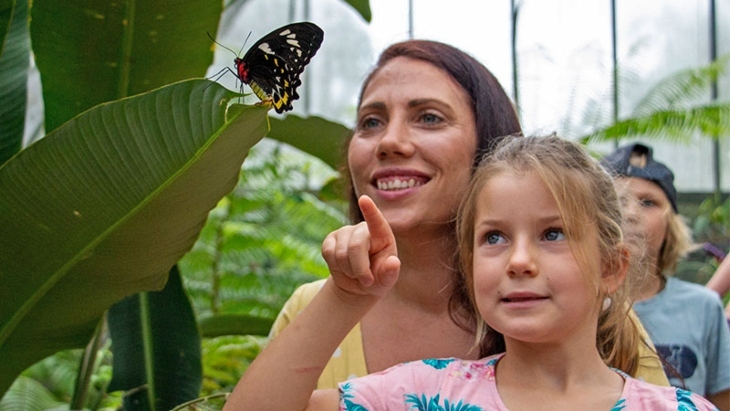 Australian Butterfly Sanctuary, Kuranda