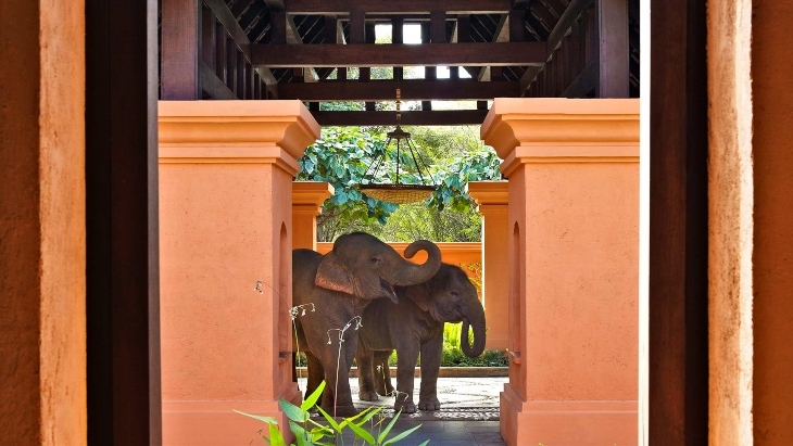 Anantara Jungle Bubbles Thailand