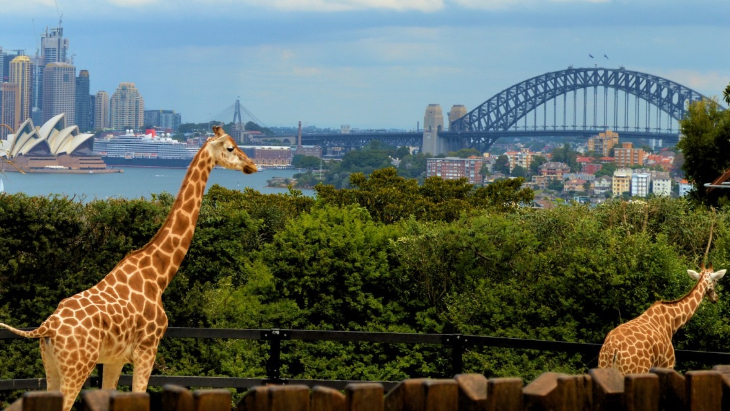 Taronga Zoo and Sydney Harbour