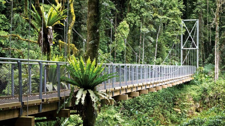 Dorrigo National Park