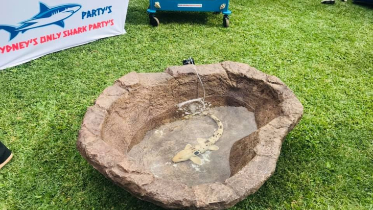Shark Party’s Mobile Petting Zoo