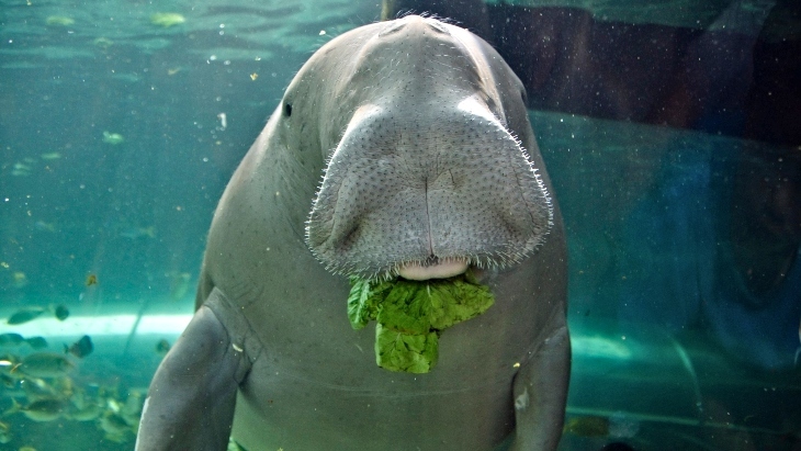 Dugong SEALIFE Sydney