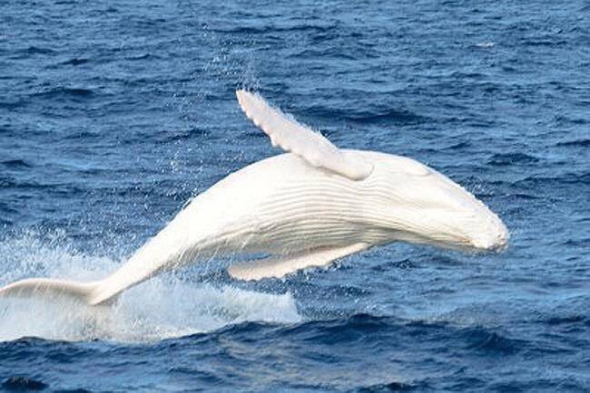 Look out for Migaloo, the famous white whale, on his traditional journey from Antarctica to Queensland.