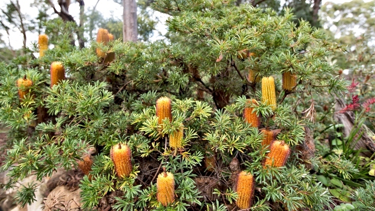 Joseph Banks Native Plants Reserve