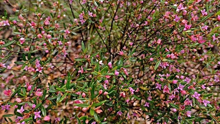 Muogamarra Nature Reserve