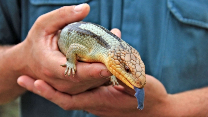 Australian Reptile Park