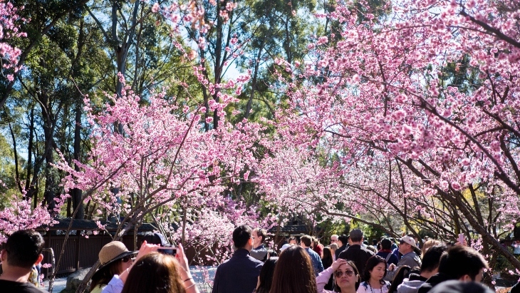 Sydney Cherry Blossom Festival