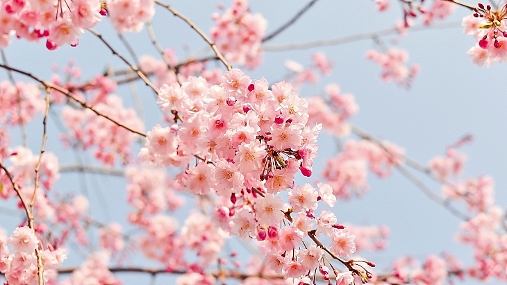 Katoomba Cherry Blossoms