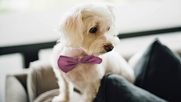 The Langham Pet-friendly Destinations