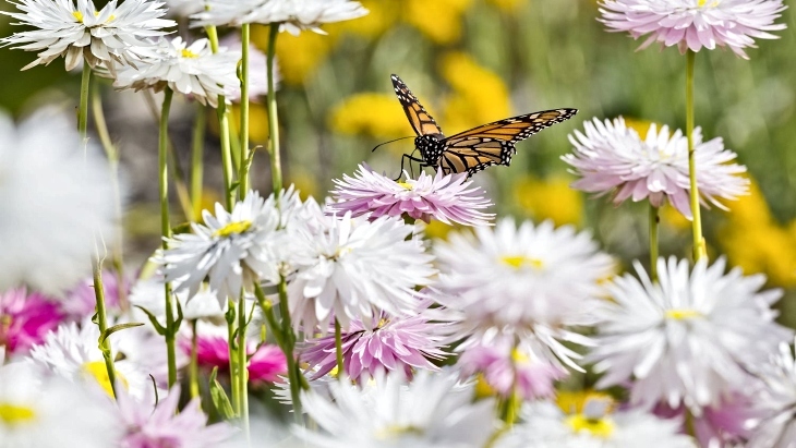 Australian Botanic Garden Mount Annan 