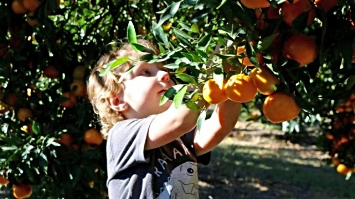 Pick Mandarins At Watkins Family Farm