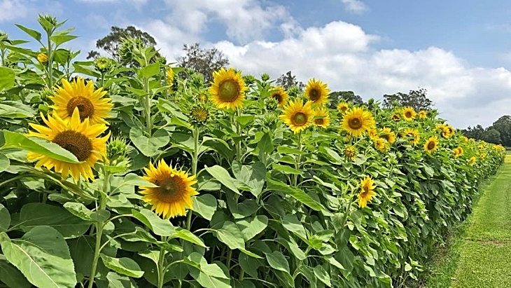 Sunflower picking in Sydney