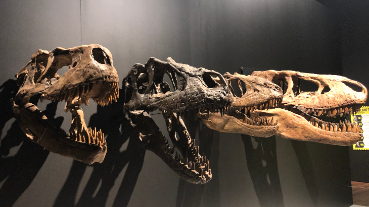 Australian Museum dinosaurs