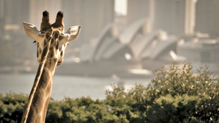 Family Day Trips from Sydney - Taronga Zoo