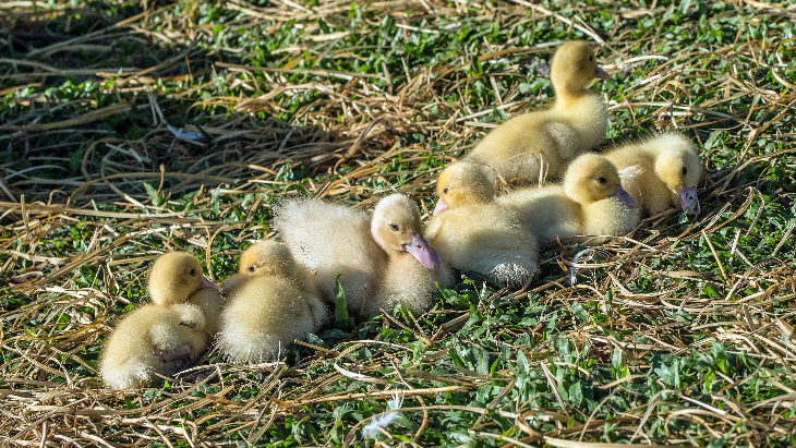 Feeding ducklings